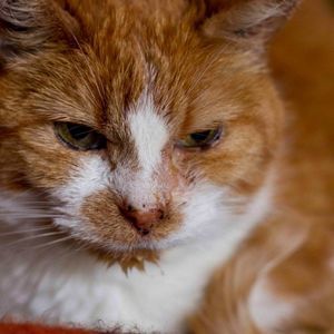 Meet your Posher, Ya